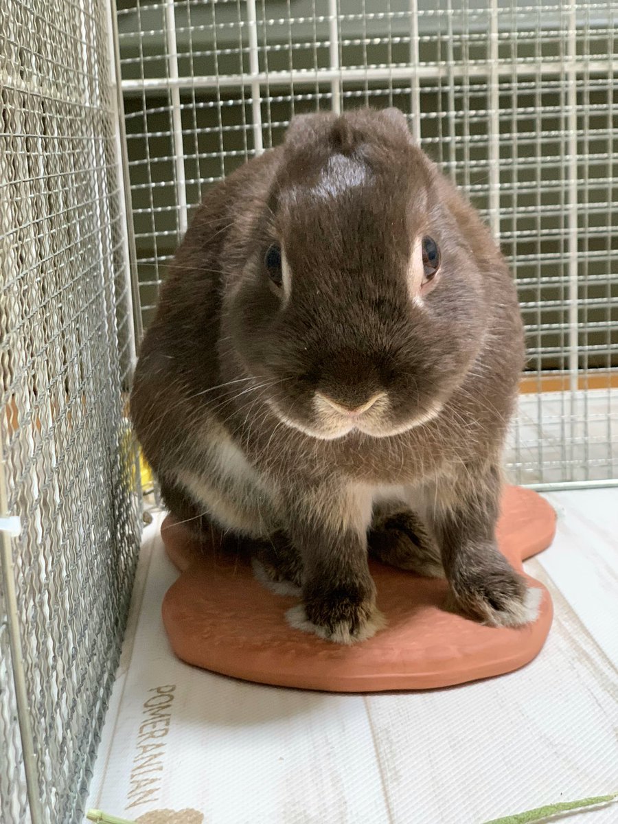 旅うさぎ tweet media