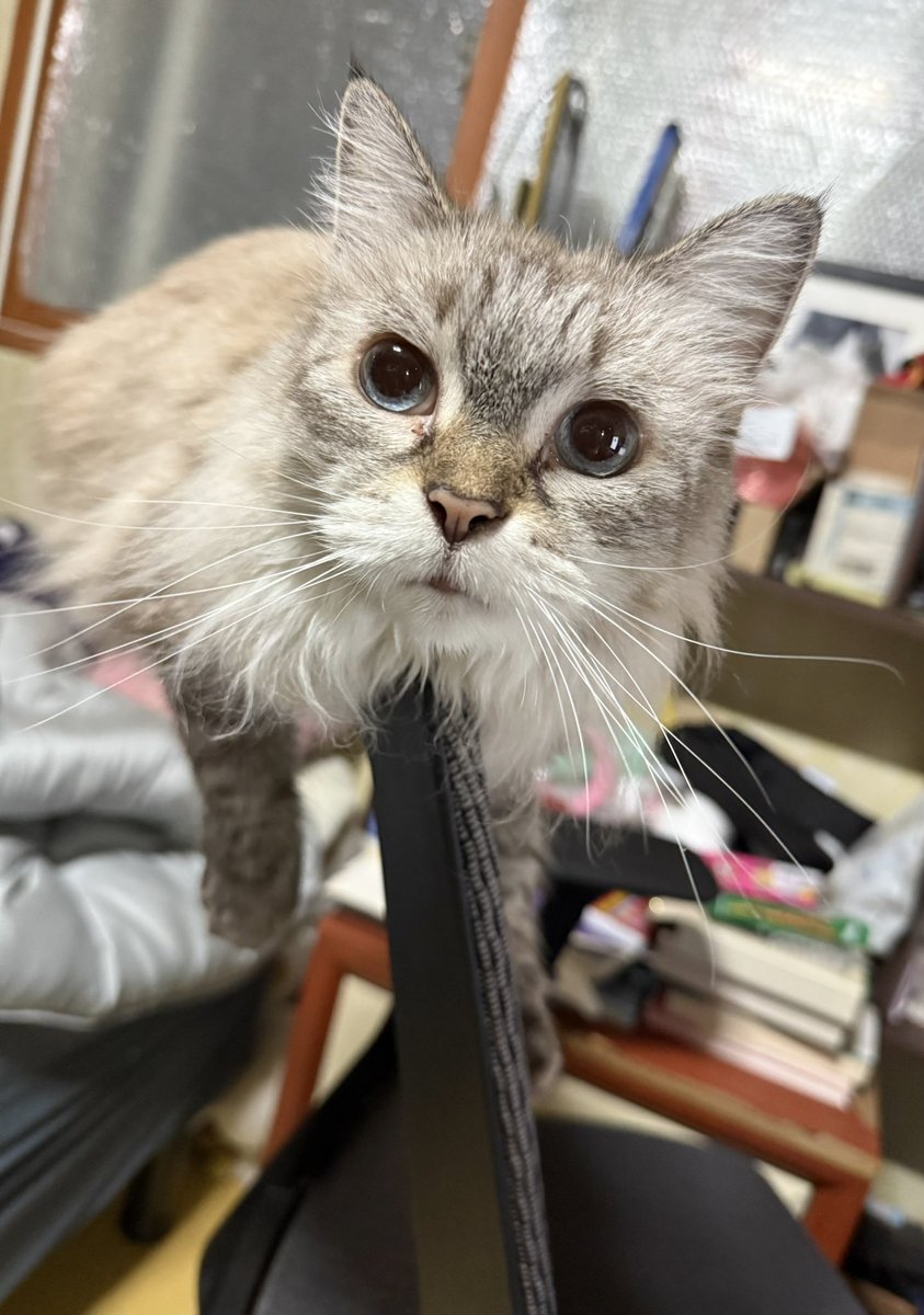 애기들