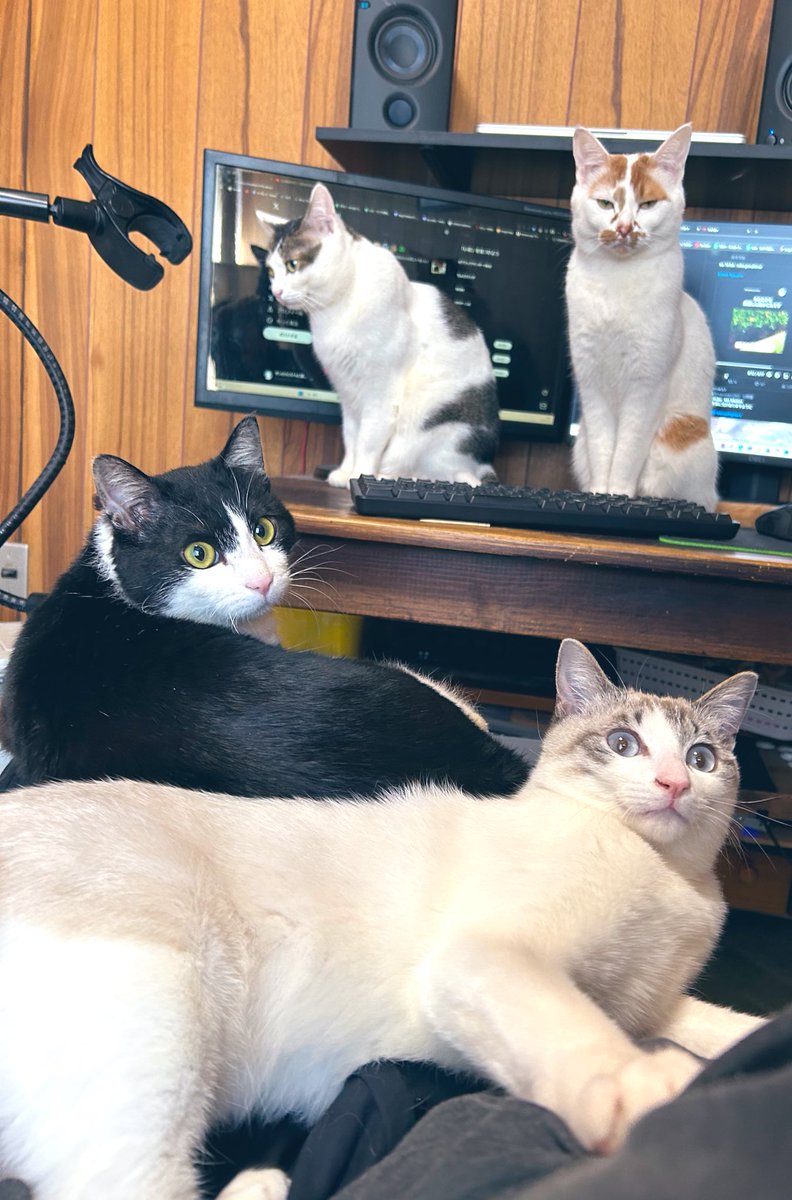 サンロク/スト6と猫暮らし tweet media