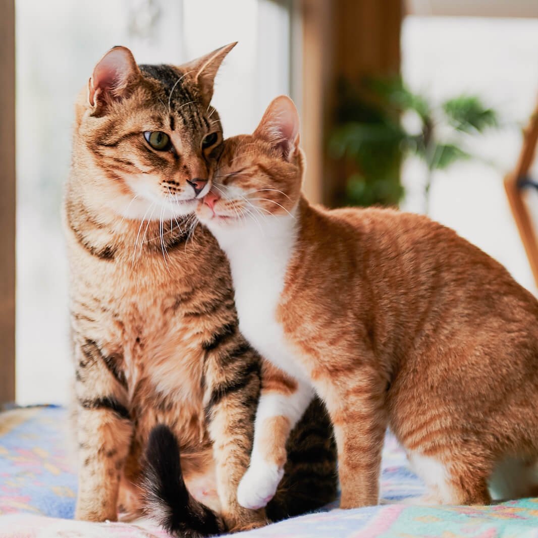 cutecats_____'s tweet photo. Today is #worldcatday

Let's love cats and adopt them. https://t.co/6Xt7IOzqlD