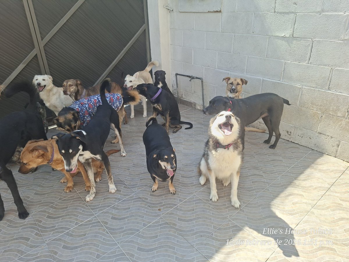 Ellie's House Toluca tweet media