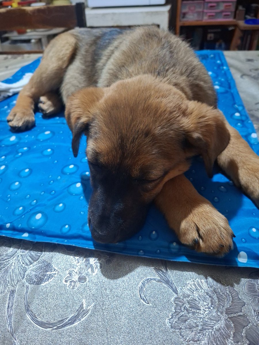 Ellie's House Toluca tweet media