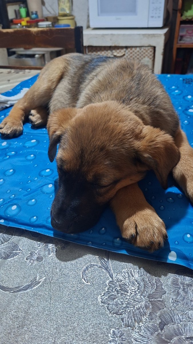 Ellie's House Toluca tweet media