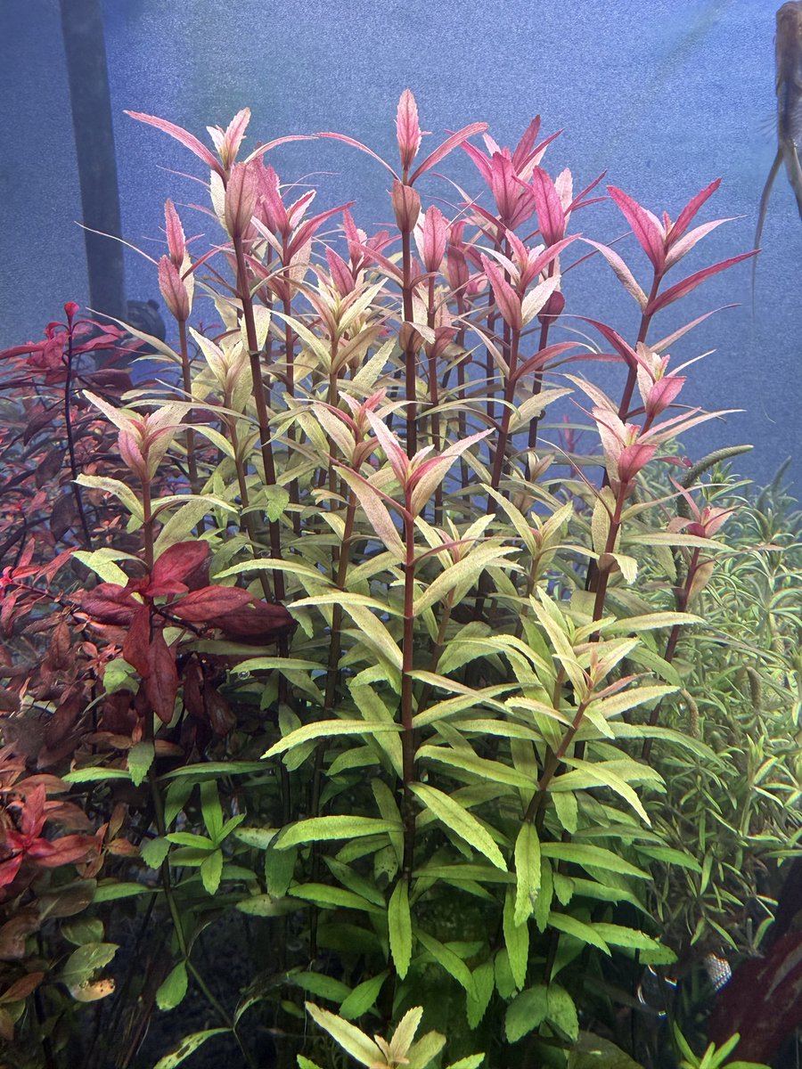 FluidIntl's tweet photo. Fluid Dynamics are experts in all aspects of freshwater and saltwater custom aquariums in New York! We produce the highest quality aquarium installations in all sizes! Click here to schedule a consult https://t.co/8Jzuq38JwG https://t.co/Vv29Y3aCe5