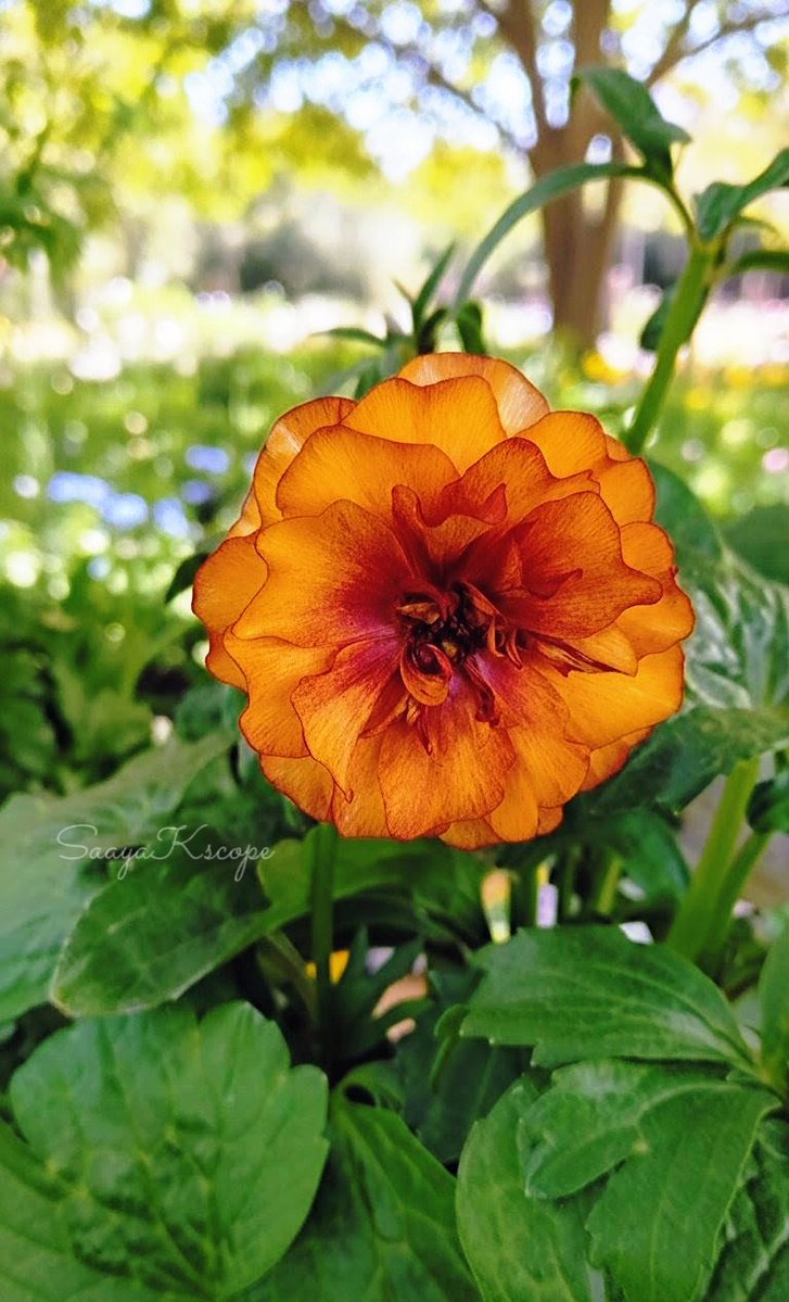 Flowers Community on X - 139.5K Members