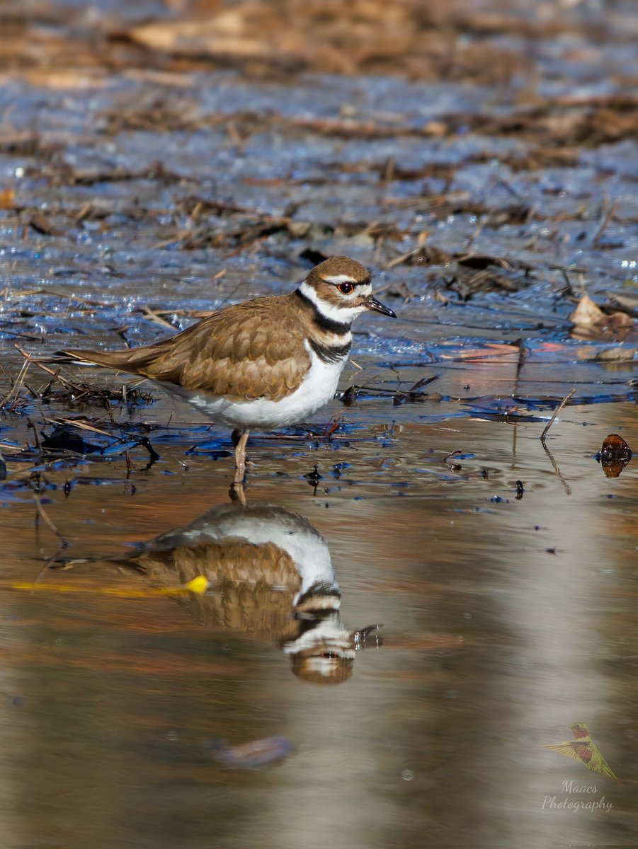 Avian Stalker tweet media