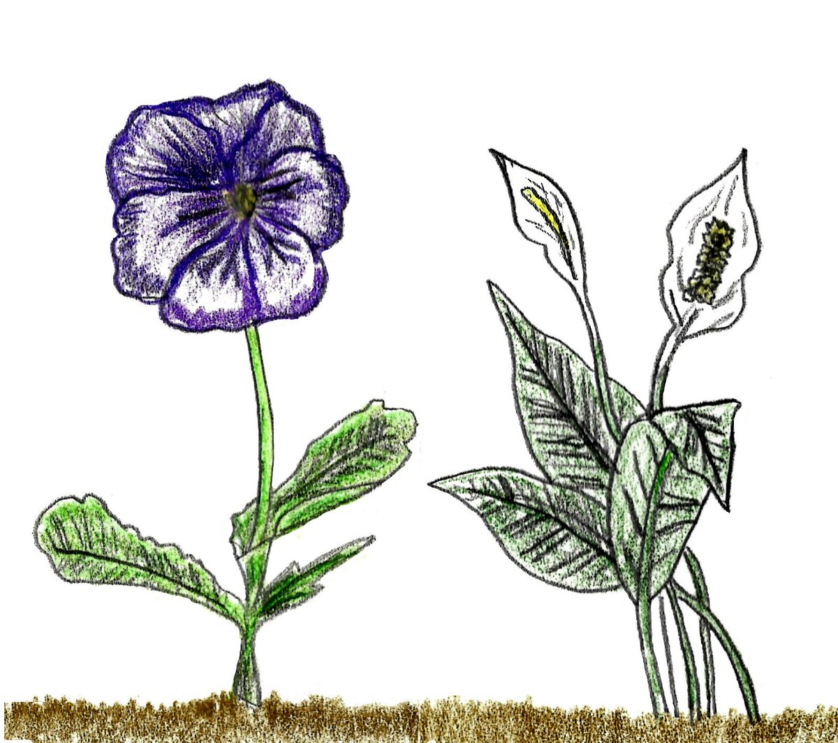 HarveyDog1962's tweet photo. A Pansy & a Peace Lily #drawing from today. I'm having fun working through a flower drawing book for practice. 🌺 Happy Family Day! 😀
#Pencildrawing #sketch #pencilsketch #pencil #amdrawing #draw #flower #flowerdrawing https://t.co/Heh6SkwvRt