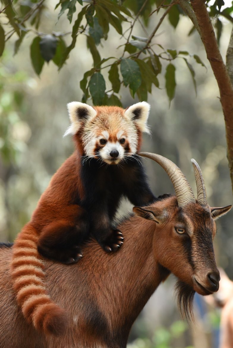 𝕏ogend tweet media