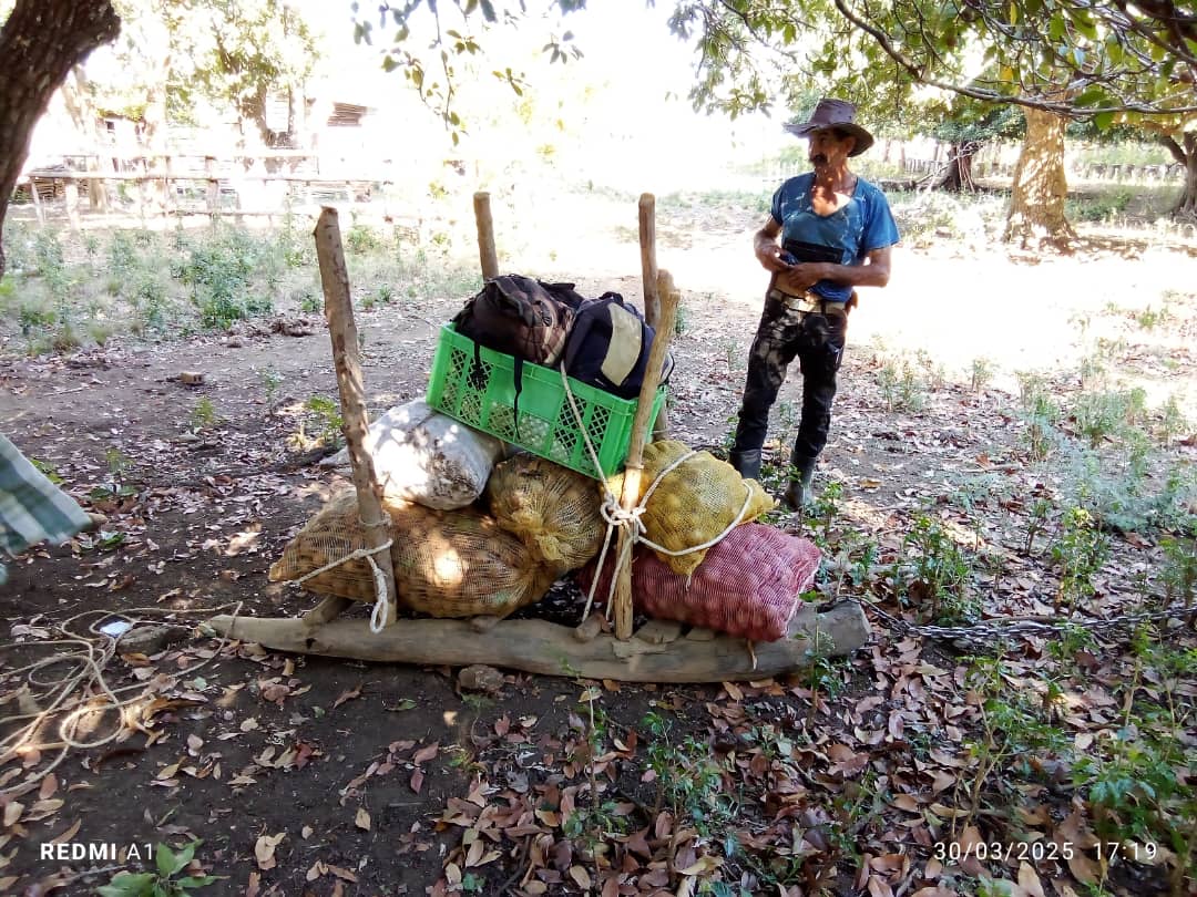 #ANAPCuba
Con la frente en alto y las manos en la tierra, los campesinos cubanos continuamos buscando alternativas para enfrentar los desafíos, porque seguimos de #DePieYCombatiendo.
#65AñosANAP