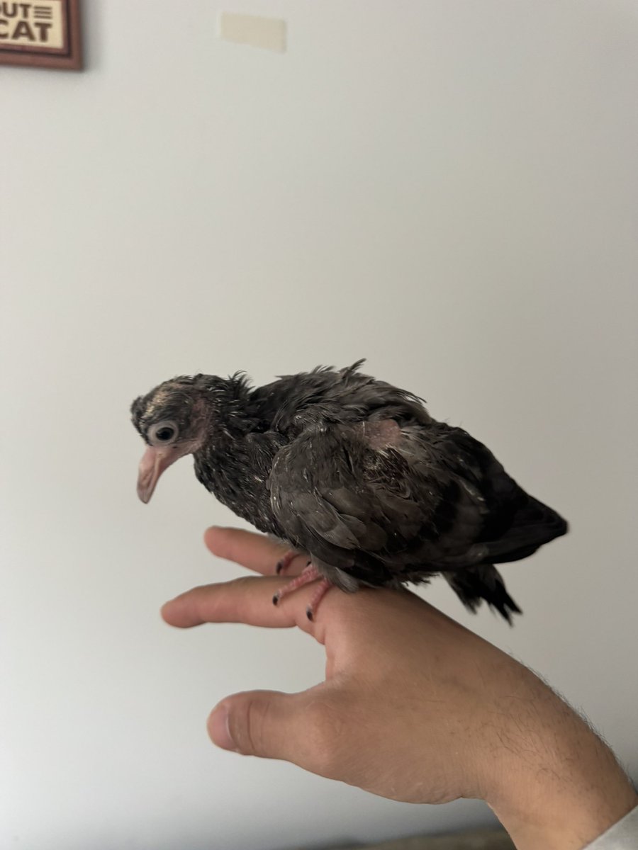 Ben bunu yaralı kuş diye aldım da bunun gagası büyümeye başladı amına koyayım benle oyun oynarken canımı çok yakıyor şerefsiz neyse ki iyileşiyor🎈