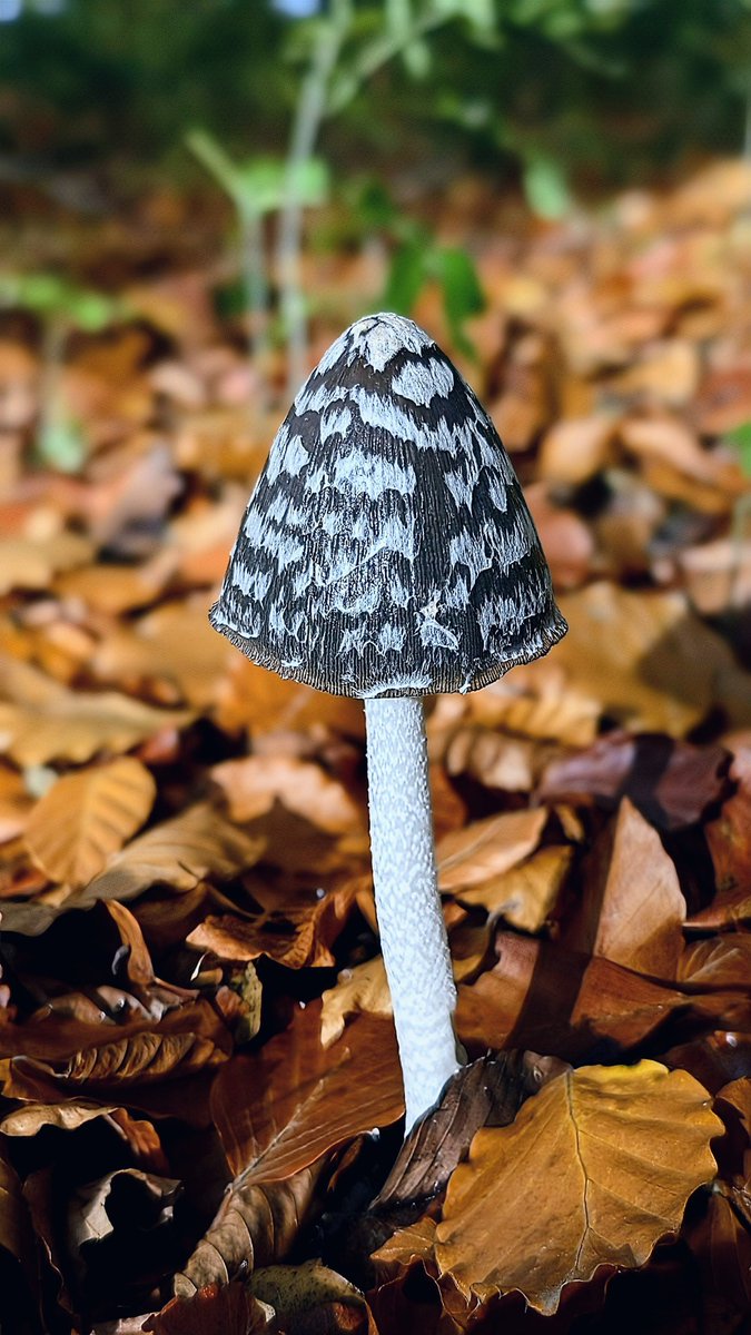 jonnycaribouthe's tweet photo. Magpie Ink cap mushroom. Really happy to have found  one. https://t.co/L4AYEhbf7U