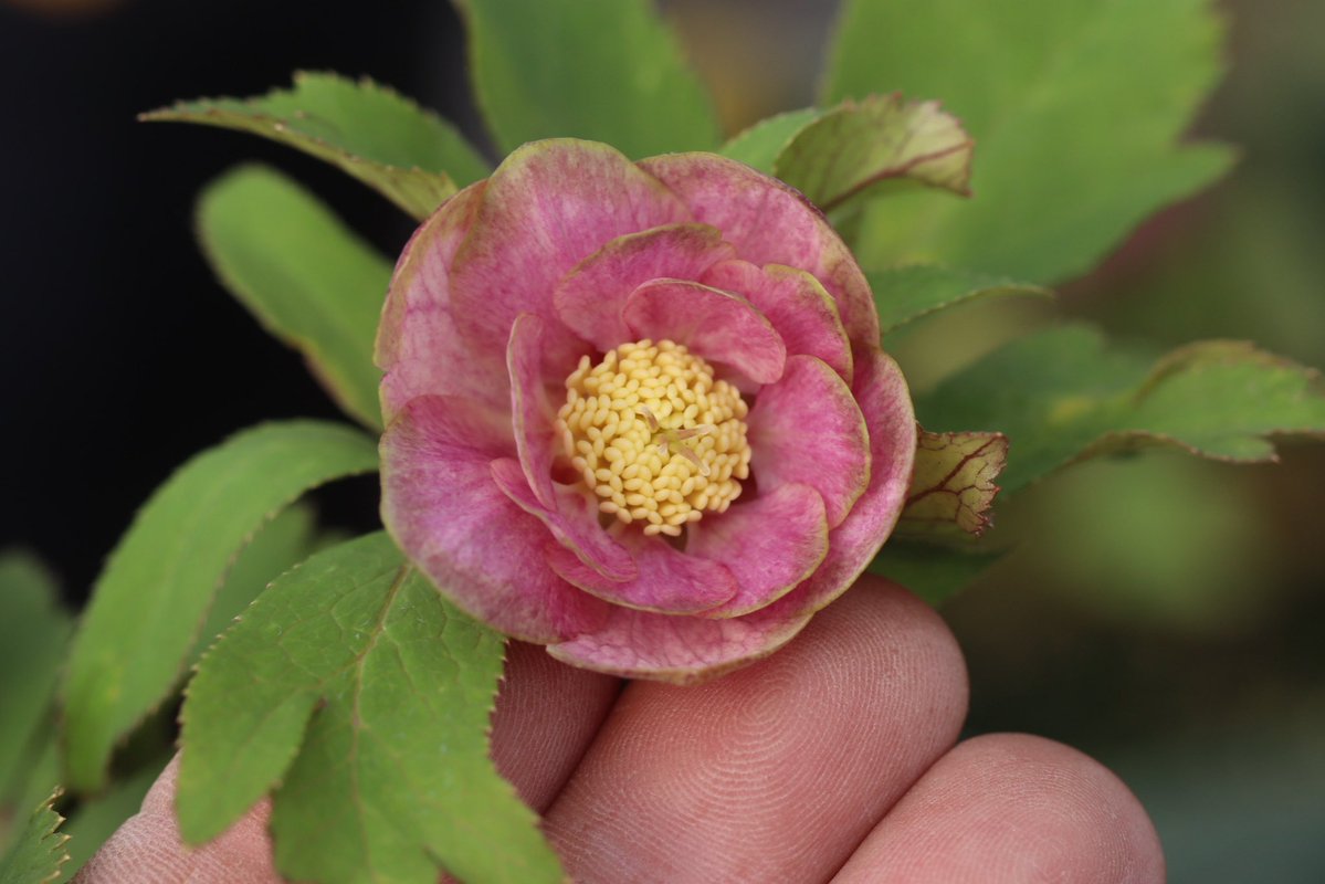 ohgi_nursery (@OhgiNursery) / Posts / X