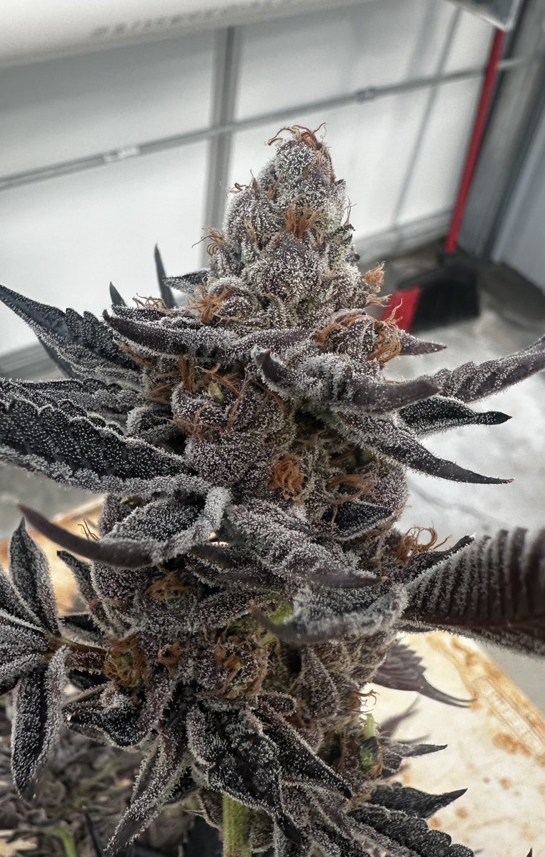 FlowerChild tweet media