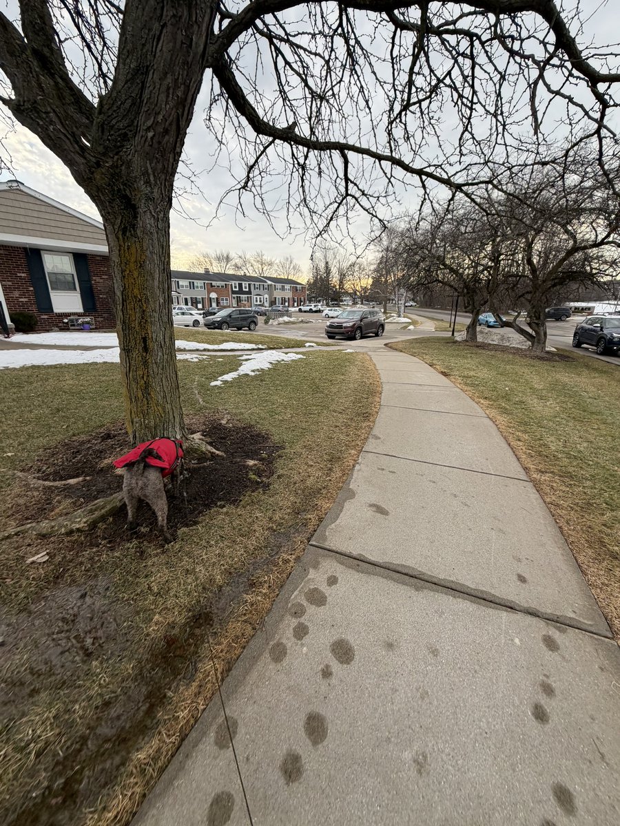 Finally getting some nice weather, so we had to get 3 miles in 🐾☀️

<a href="/Coach2K_OSU/">Kirin Kumar</a> <a href="/Coach_mcGuem/">Matthew Guemmer</a> <a href="/CoachCourtOSU/">Courtney Vierstra</a> <a href="/KarliSpaid/">Karli Spaid</a> <a href="/Dukes16uNat/">Lady Dukes Mayfield</a> <a href="/nvillesball/">Northville Softball</a> <a href="/ToddMayfield85/">Todd Mayfield</a> <a href="/_Nikki_Nichole/">Nikki Nichole Media & Graphics</a>