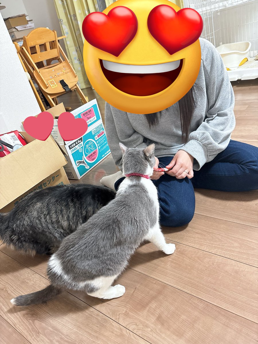 おあげちゃん tweet media