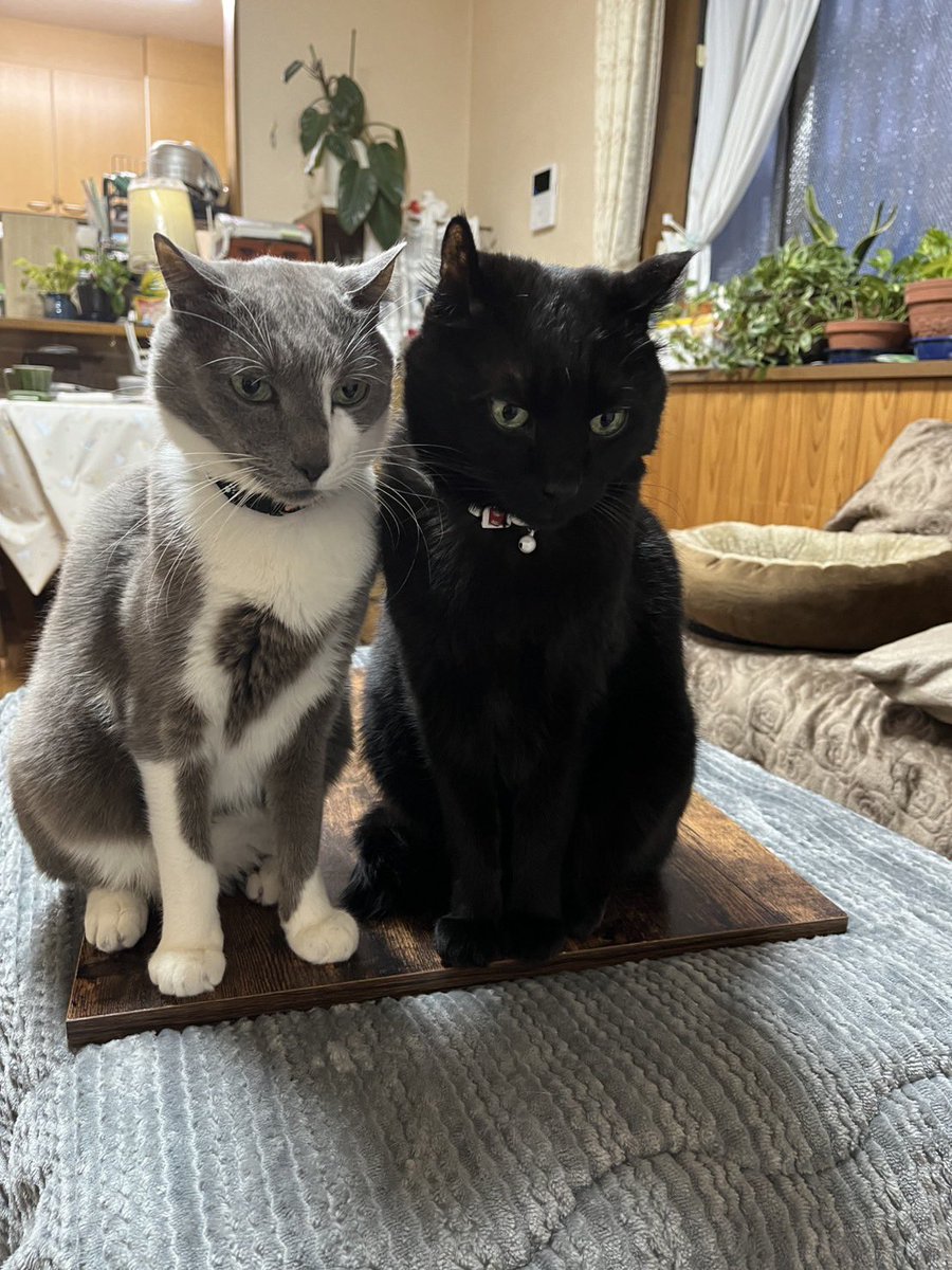 OT7PCyURTN3QzDr's tweet photo. #ハチワレ猫 🐈‍⬛『ぐれ』
#黒猫 🐈‍⬛『ゆず』
×
#猫の日（イタリア🇮🇹）
🗓️2月17日

🐈‍⬛🐈‍⬛「今日はイタリア🇮🇹は
【猫の日】ニャんだって！

ボク達も便乗しちゃうニャ🐾🌸
猫はいいぞ！」

#猫のいる幸せ
#猫のいる暮らし https://t.co/83ZxlacZQE
