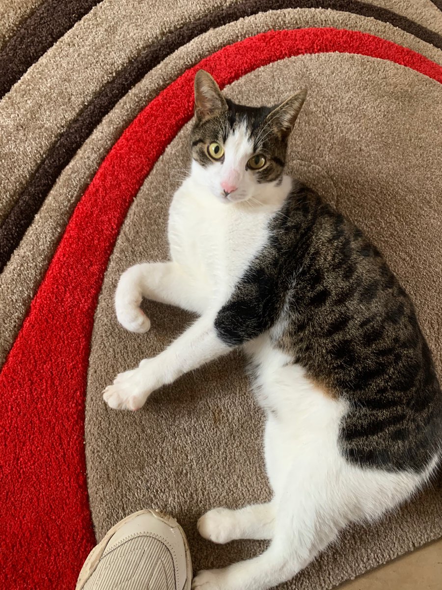 Wasp mcwasp tweet media