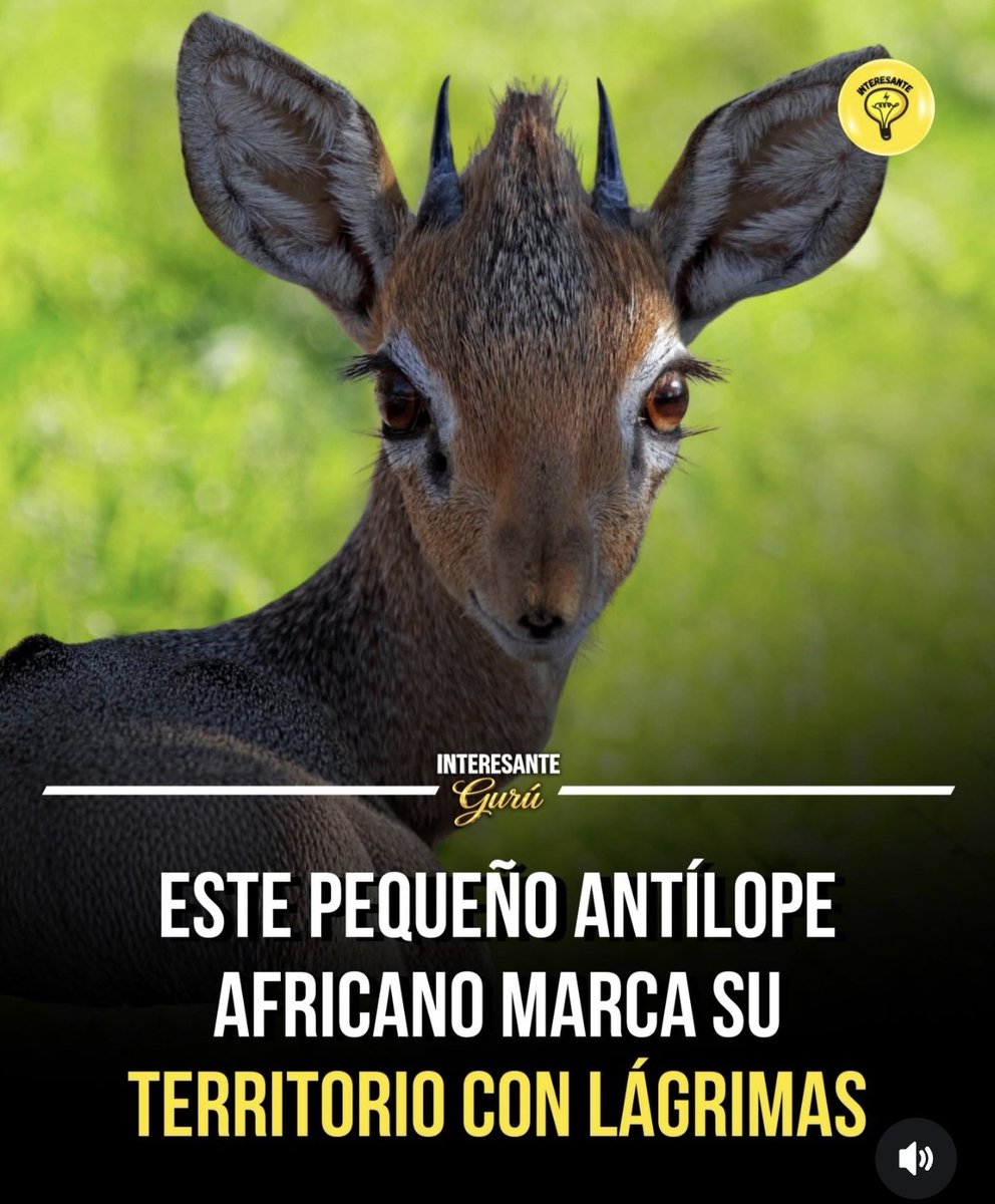 punk_y_cursi's tweet image. Yo si fuera un therian: