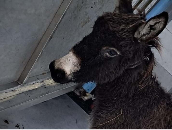 Popatrzcie na to nieszczęście. Taki mały biedulek potrzebuje naszego wsparcia. 
razemdlazwierzat.pl/bidulek/
Pomóż. On też chce żyć.
