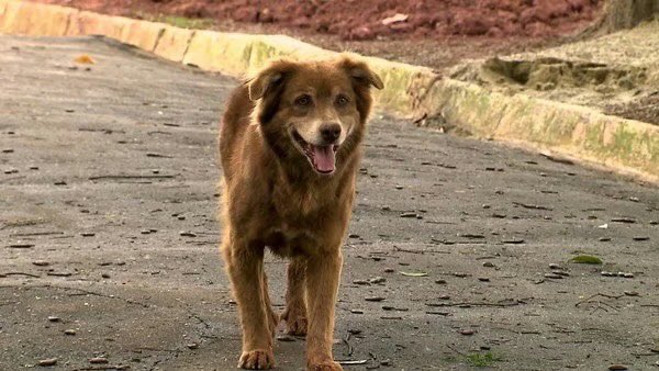 dog_rates's tweet image. This is Bob Coveiro. He sat by his human's grave for 10 years until his own death in 2021. Pets were not permitted to be buried with humans, but he was given an exception. Now 5 years later, inspired by his loyalty, Brazil passed the Bob Coveiro Law allowing pets to be buried in