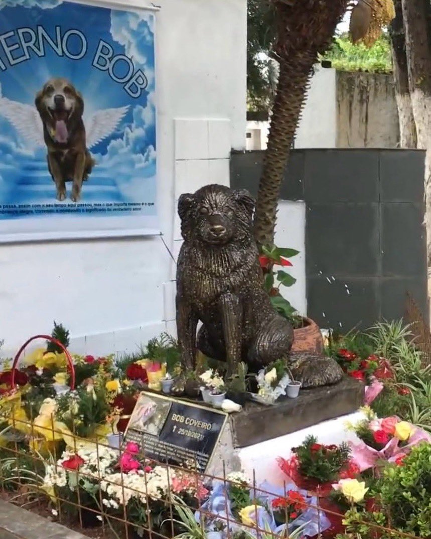 dog_rates's tweet image. This is Bob Coveiro. He sat by his human's grave for 10 years until his own death in 2021. Pets were not permitted to be buried with humans, but he was given an exception. Now 5 years later, inspired by his loyalty, Brazil passed the Bob Coveiro Law allowing pets to be buried in
