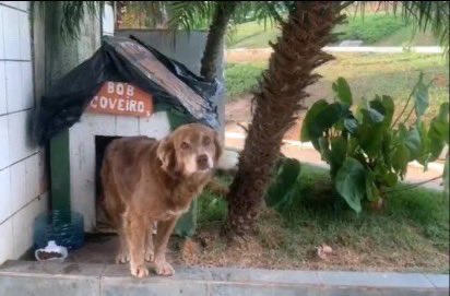 dog_rates's tweet image. This is Bob Coveiro. He sat by his human's grave for 10 years until his own death in 2021. Pets were not permitted to be buried with humans, but he was given an exception. Now 5 years later, inspired by his loyalty, Brazil passed the Bob Coveiro Law allowing pets to be buried in