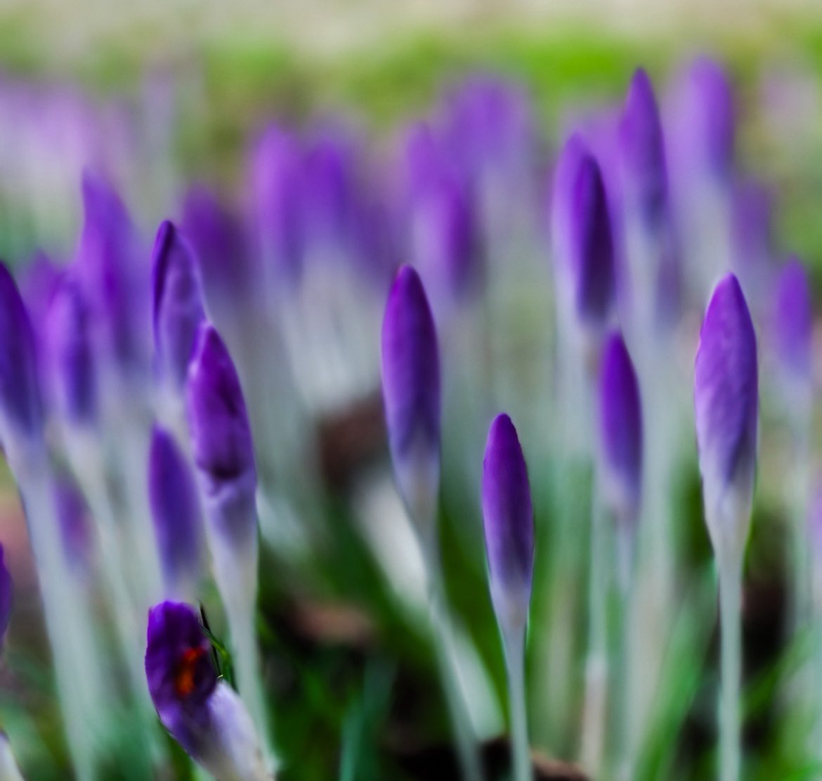 PAUL MOANE tweet media