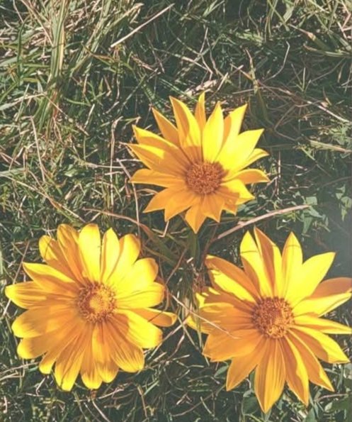 "وإذا نظرتَ إلى الحياةِ وجدْتهَا
عُرساً أُقيمَ على جوانبِ مأتمِ."

- أحمد شوقي.