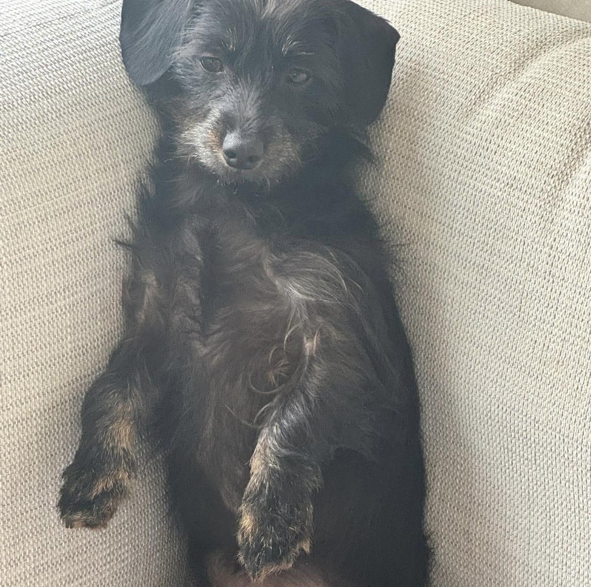 millypod1's tweet photo. 🆘1 FEB 2026 #Lost Roxy #ScanMe #StillMissing 
Dachshund: Miniature Female #SausageArmy 
Along Train Track in #Thurrock #RM20
#Grays #GreaterLondon
https://t.co/z89oTfsQX6 https://t.co/ghP6CZyCVQ