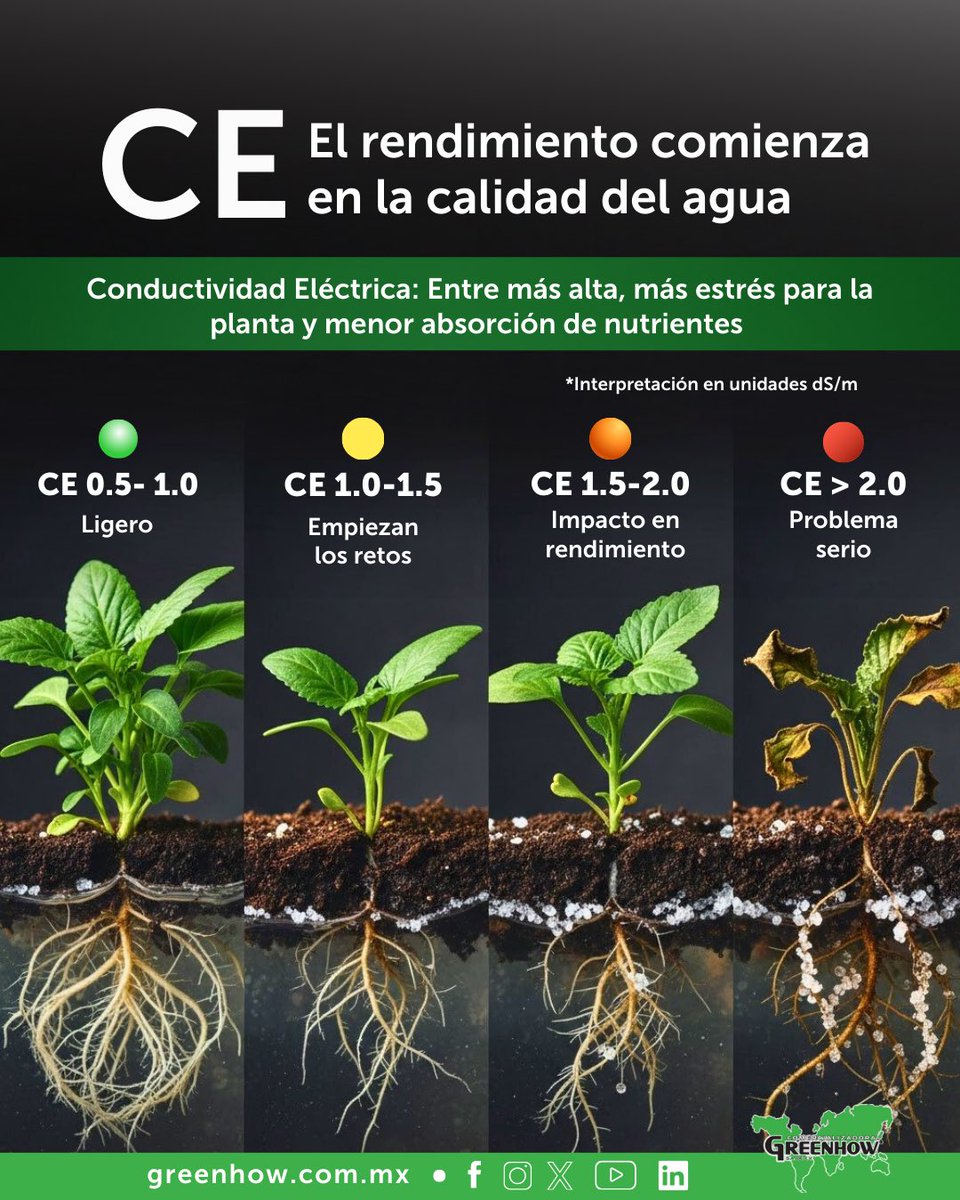 GreenhowCorp's tweet photo. La Conductividad Eléctrica (CE), entre más alta, pueden generar estrés para la planta, menor absorción de nutrientes y menor producción.

🌱 FullGreen, refuerza la fisiología de tu cultivo, reduce la salinidad y el estrés osmótico. https://t.co/yAzkwiWc2x