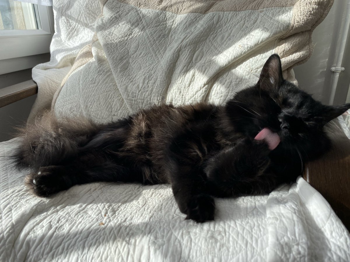 🫐 ✩⋆. ࿐࿔ tweet media