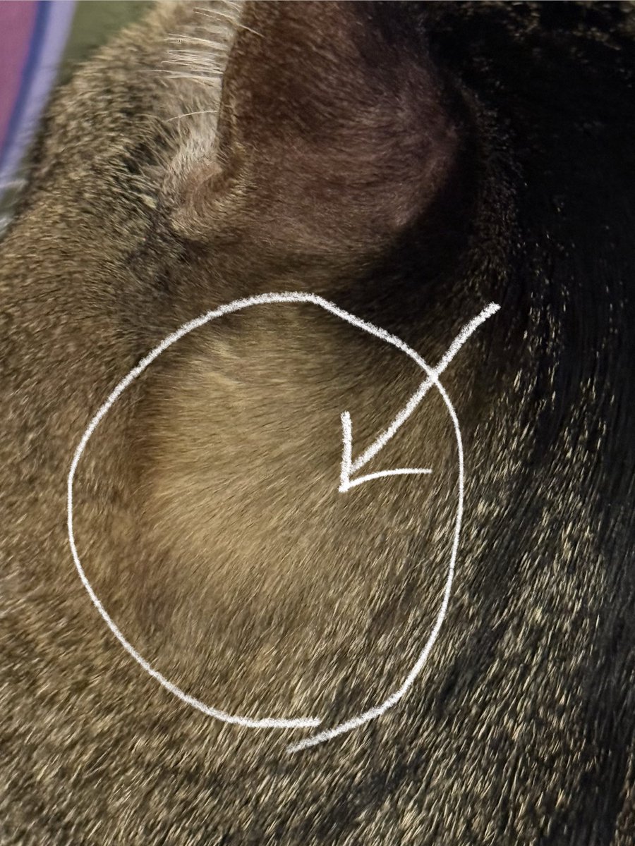 고양이집사가 아니면 잘 모르는 부분!
고양이 귀 뒷쪽에 있는 요자리 털 진짜 진짜 진짜로 너무 부드러움
다른데도 부드러운데 여긴 진짜 차원이 다른 부드러움이에요