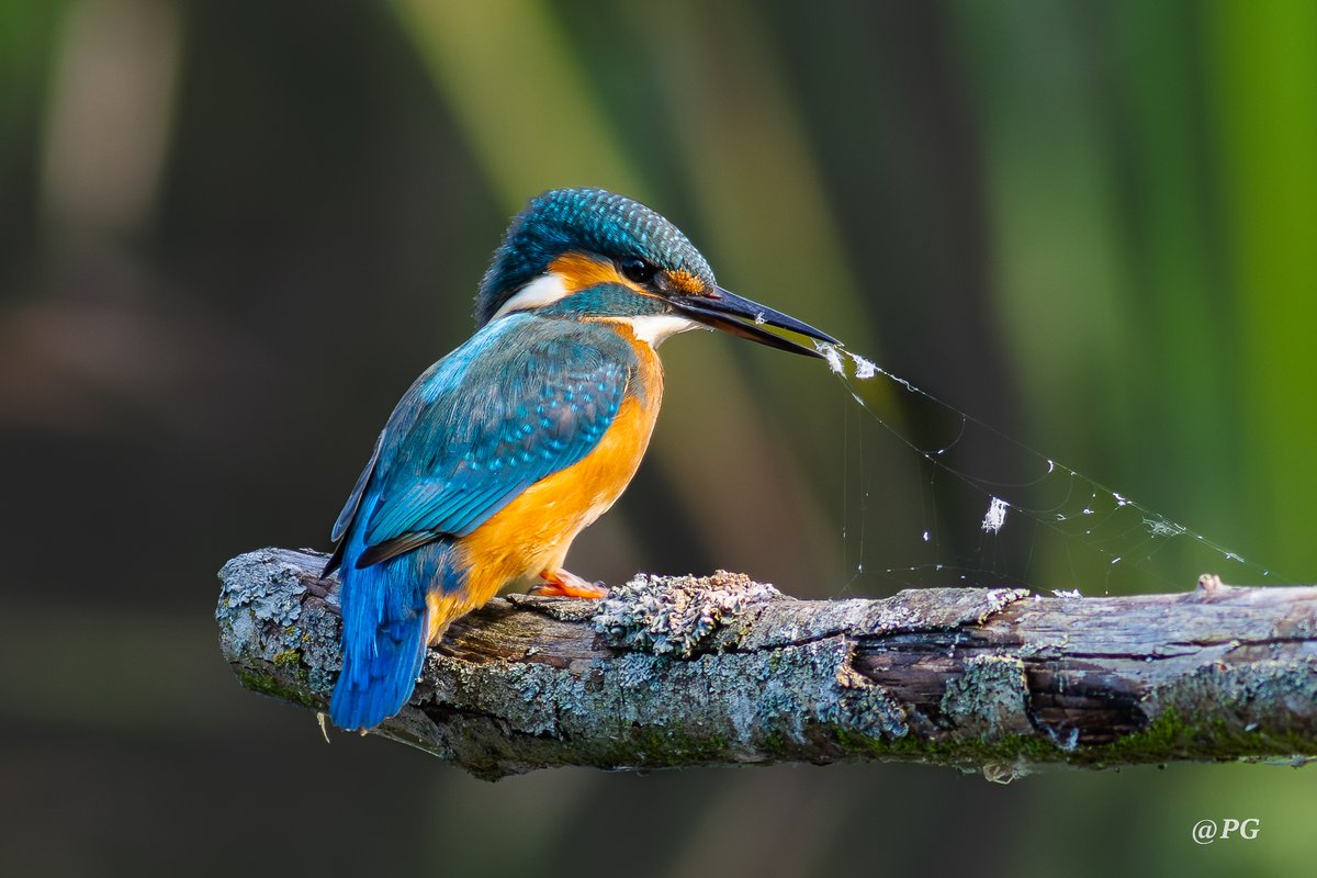 Czas wreszcie zwalczyć tę podłą pajęczynę!
