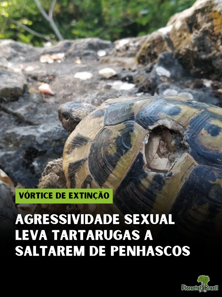 Um estudo perturbador publicado na revista científica Ecology Letters revela um cenário de colapso populacional na ilha de Golem Grad (Macedônia do Norte). 

A população de tartarugas-de-Hermann (Testudo hermanni) enfrenta um desequilíbrio demográfico brutal que está levando as