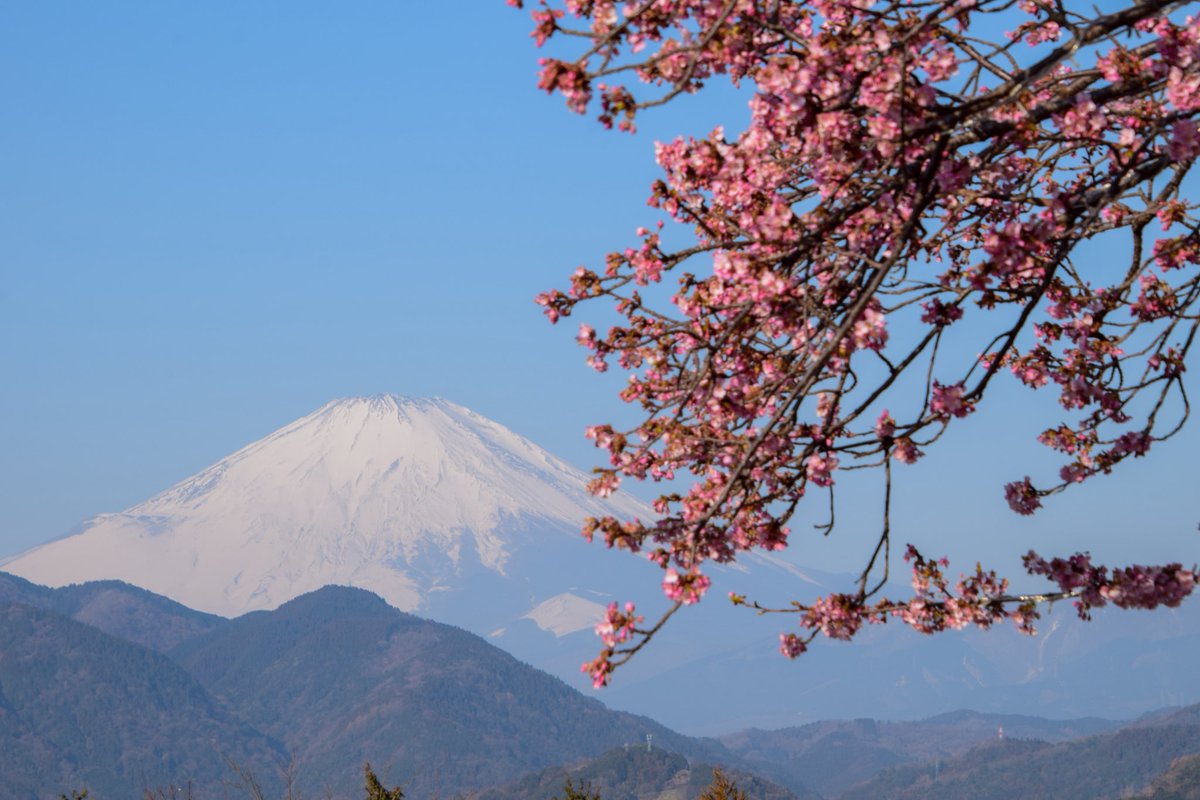 fufu208fufu's tweet photo. 河津桜と富士山 https://t.co/C27F53oVJl