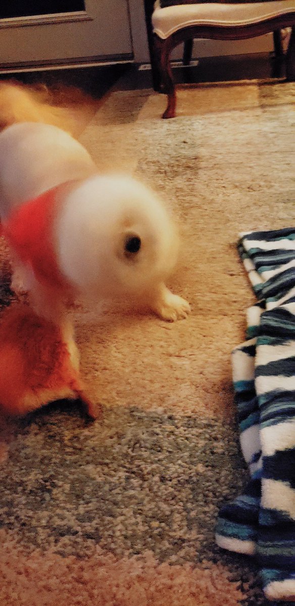 Mathias Ball+ﾟ*｡:ﾟ+ | illustrator open for work 🍊 tweet media