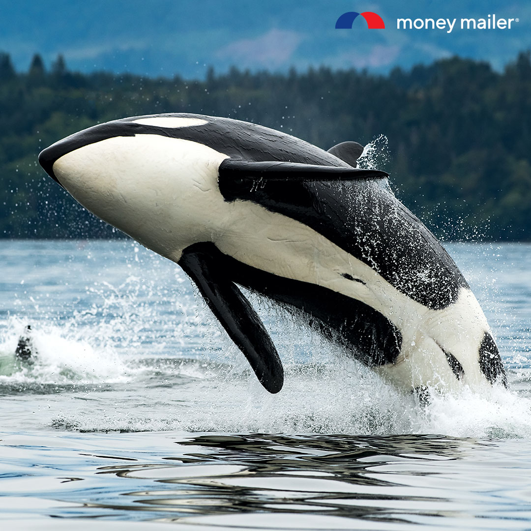🐳 A whale of a deal just surfaced this weekend! Dive into big savings from local businesses—check out MoneyMailer.com and start saving today.
 #WorldWhaleDay #MoneyMailer #coupons #deals