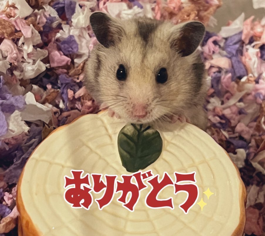 suisei@a.m factory🥔タロイモ🐹 tweet media