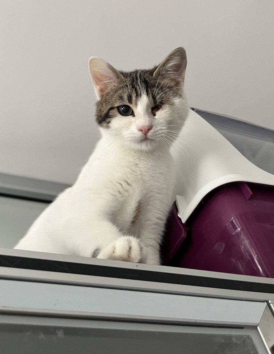 Sincap yanaklımı kimse sormadı. İstanbul ve çevresinde ailesini arıyoruzzzz