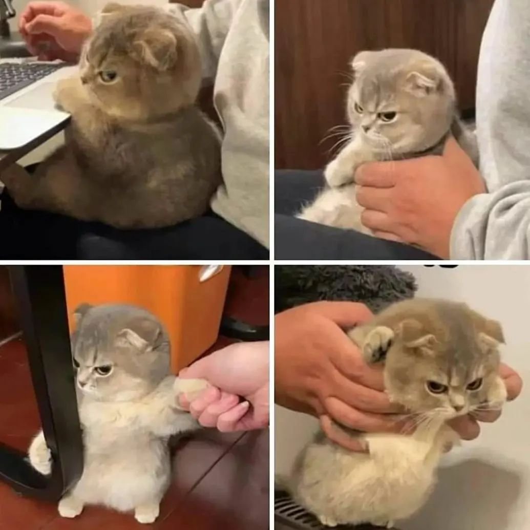 Punch Cat (@punchingcat) on Twitter photo 
