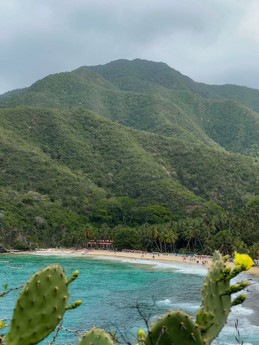 Catica Craft Chocolate tweet media