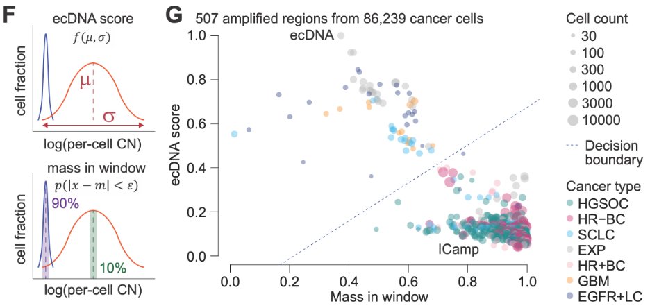 jakelee0711's tweet photo. 6/n Here are all HLAMP regions in our cohort, classified by two key ecDNA metrics (ecDNA score and mass-in-window). One thing struck me: tissue-type specificity. ecDNA is prevalent in GBM, SCLC, EGFR+ lung cancer, while ovarian and TNBC cases are dominated by ICamps. https://t.co/j8BEdGfiyc
