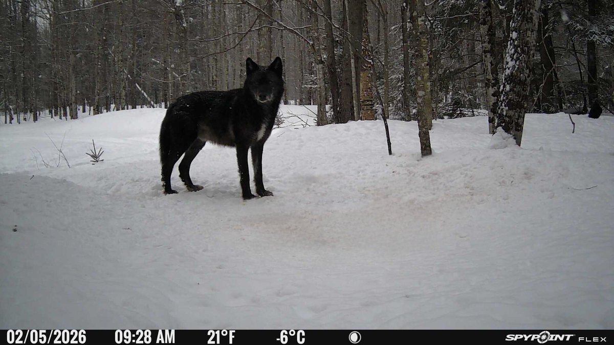 UpperMichiganOutdoors tweet media