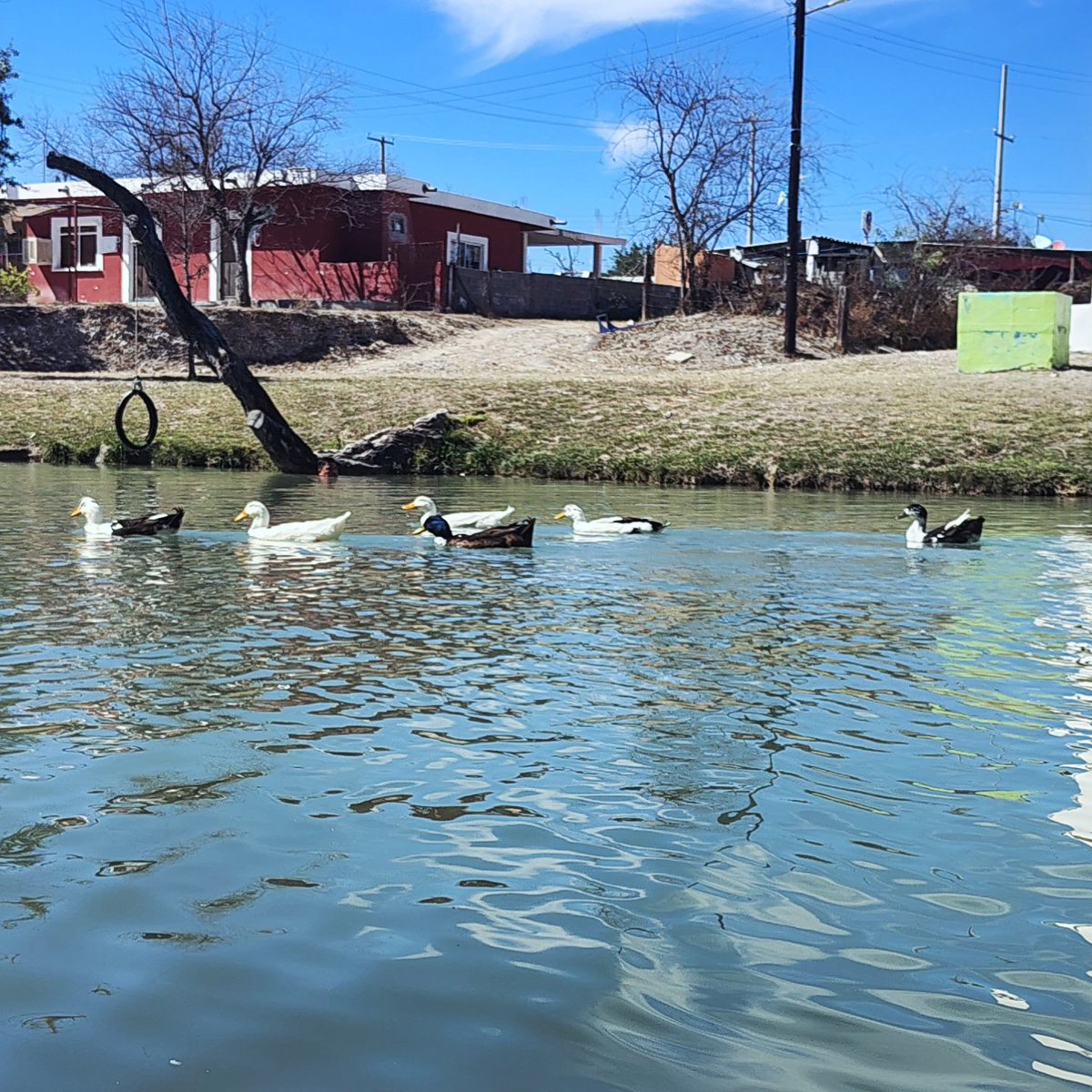 RubyGa96's tweet photo. Mamulique salinas victoria NL 🤠 
Muy bonito lugar relajante y sobre todo la gente muy amable  como visitante es importante no dejar basura 👌🏻
Cada que voy llevo bocadillos para los patos son tan lindos 🦆🪿✨ súper relajante el lugar 💖💚 https://t.co/9KrYXy75qL