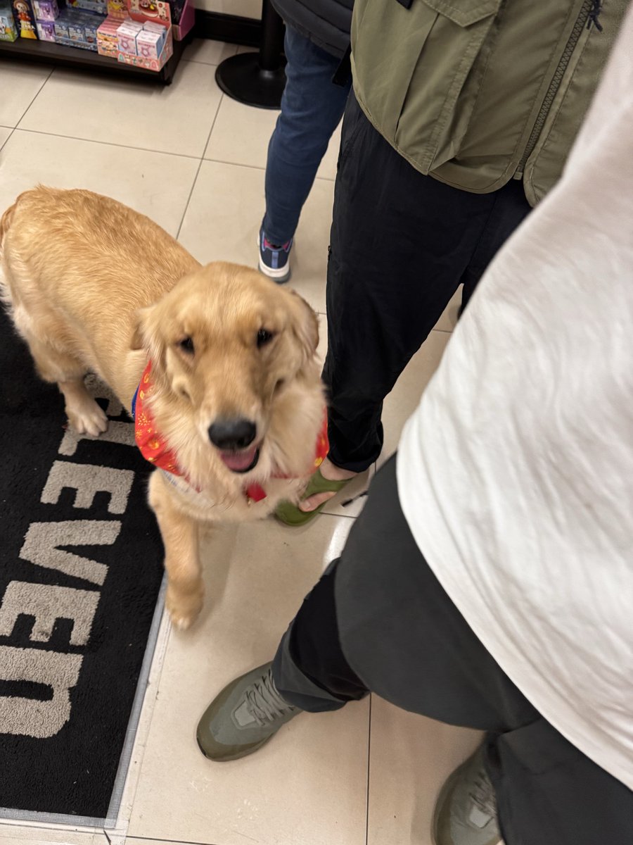 下午去印紅包晚上去補印下午沒印到的賀年卡（系統還蠻卡）的有遇到可愛的大金毛兩歲好像是女生😆 #織雪在不在