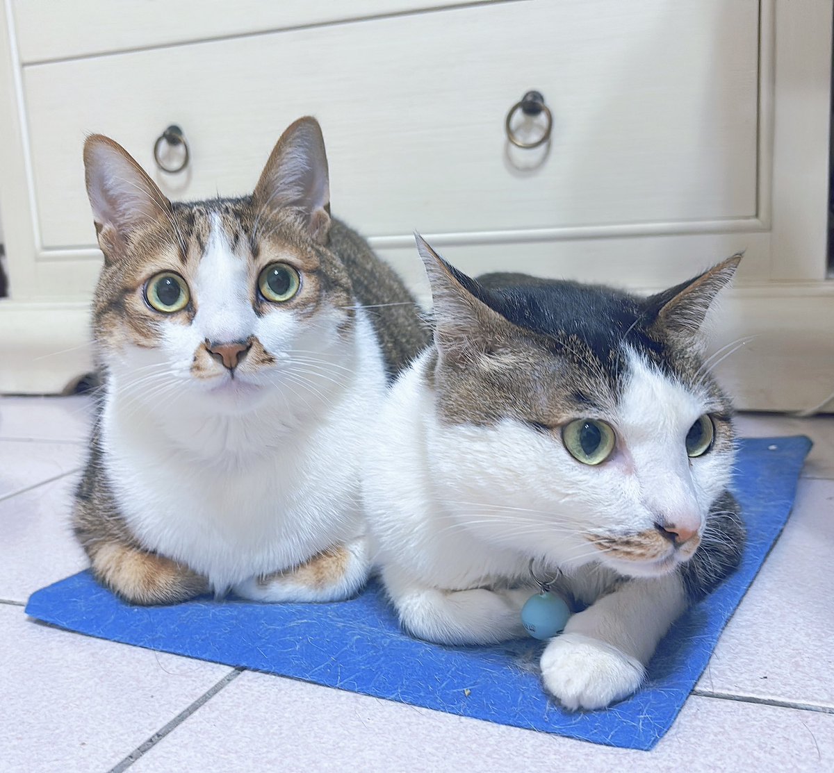 iao90139's tweet photo. 每隻貓都愛搶電暖毯的位置❤️🐈 https://t.co/rmRwSSGyTu