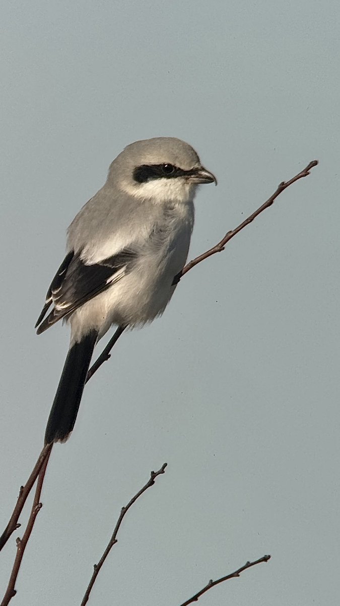 Paul Hackett tweet media