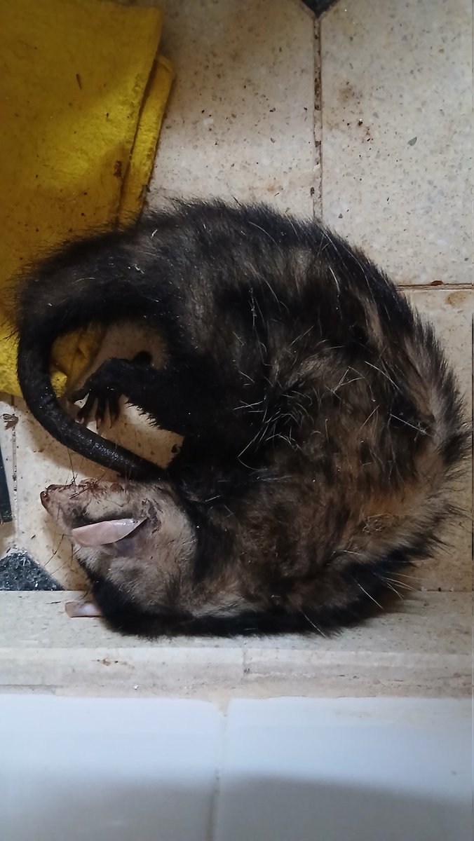 Tratando de curar esta belleza. Estaba en el campo, herida. No se si la voy a sacer adelante. De entrada la veo muy resistente.