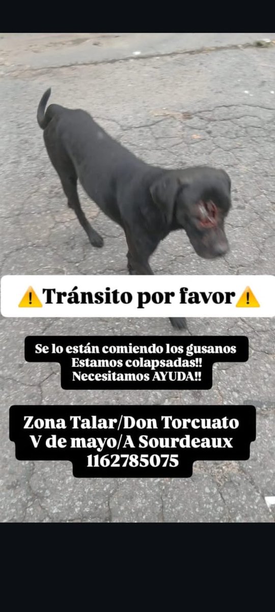 Atuda urgente para este perrito x favor 
<a href="/AbrilGo93588411/">Abril Gomez</a> 
<a href="/AlmasDeLaCalle/">Almas De La Calle</a> 
<a href="/luciafolini/">Ana Lucia Folini</a> 
<a href="/polaco_adrian/">Adrián Kolszyc</a> 
<a href="/protegealanimal/">PROTECCION ANIMAL - ARGENTINA</a> 
<a href="/ComoNoAdorarlos/">Como No Adorarlos</a> 
<a href="/existenciala/">Victoria</a> 
<a href="/Tickie18/">Aurelia Lalande</a> 
<a href="/peludospeques3/">pequeños peludos argentina ok</a> 
<a href="/patri_carolyn/">Patri Carolyn 🌷❤️</a> 
<a href="/SaraCapel1/">Sara Capel</a> 
<a href="/CansadoDeTermos/">🇦🇷 Seba76 🇦🇷</a> 
<a href="/patitas_budgeok/">Patitas_ Budge lomasdezamora</a> 
<a href="/grace_luca/">grace De Luca</a> 
<a href="/Bichuok1/">Bichu ok🐶🐱🌷🍀☀️(ex Sandri ok)</a>