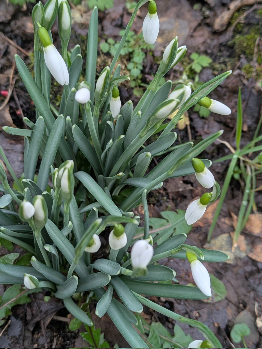 Ann Ward tweet media